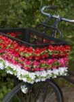 basil_flower_garland_bloemenstengel_170cm_wit_6416